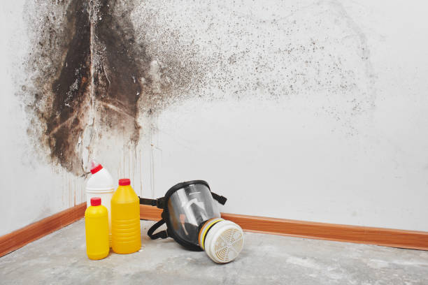 Best Attic Mold Removal  in Westhampton, NY