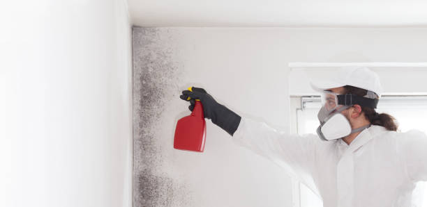 Professional Mold Removal in Westhampton, NY